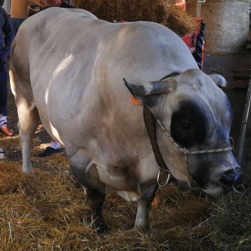 Bue piemontese